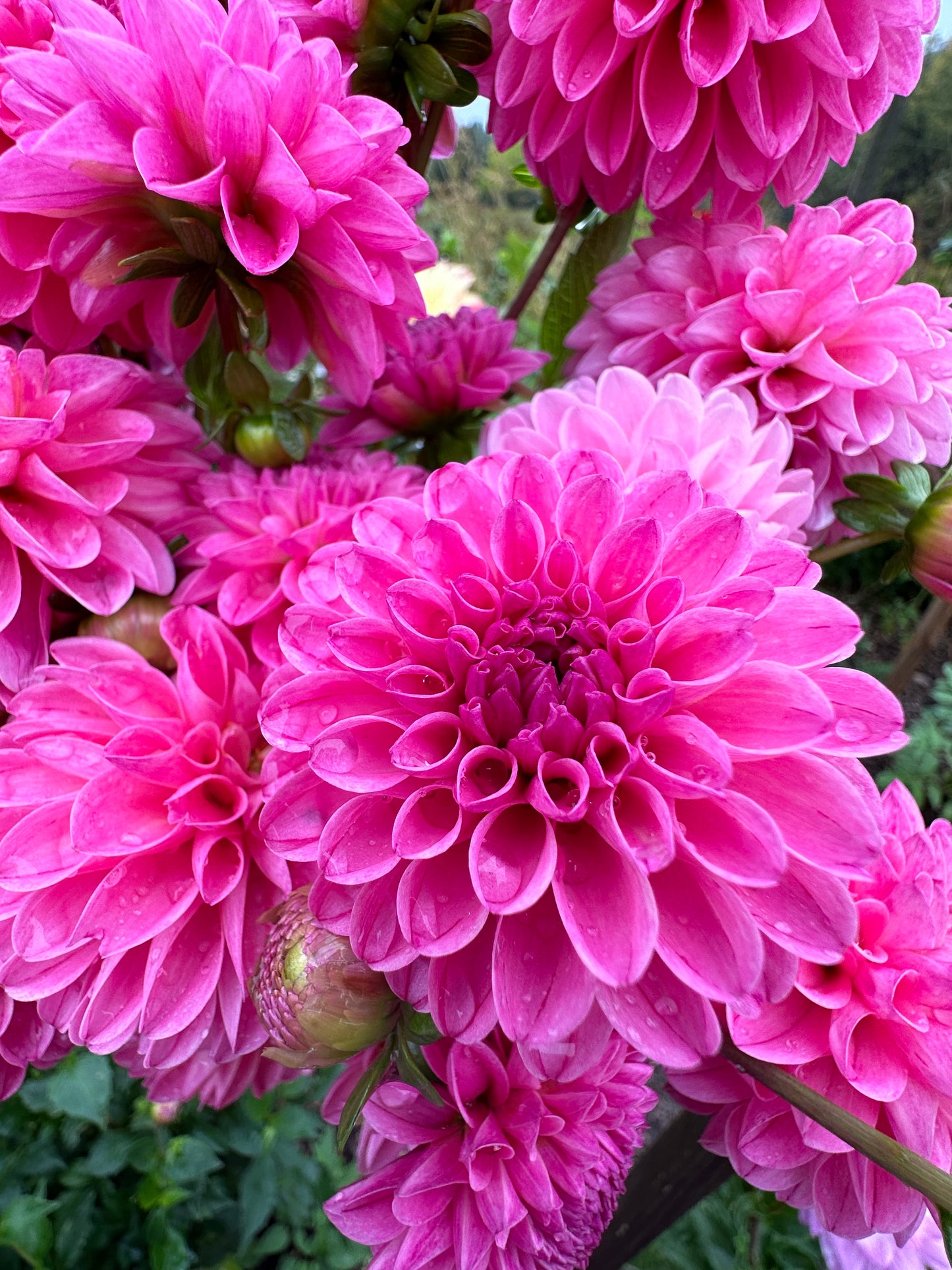 Rebecca Lynn Dahlia Tuber