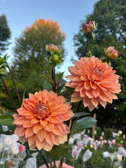 Nicholas Dahlia Tuber