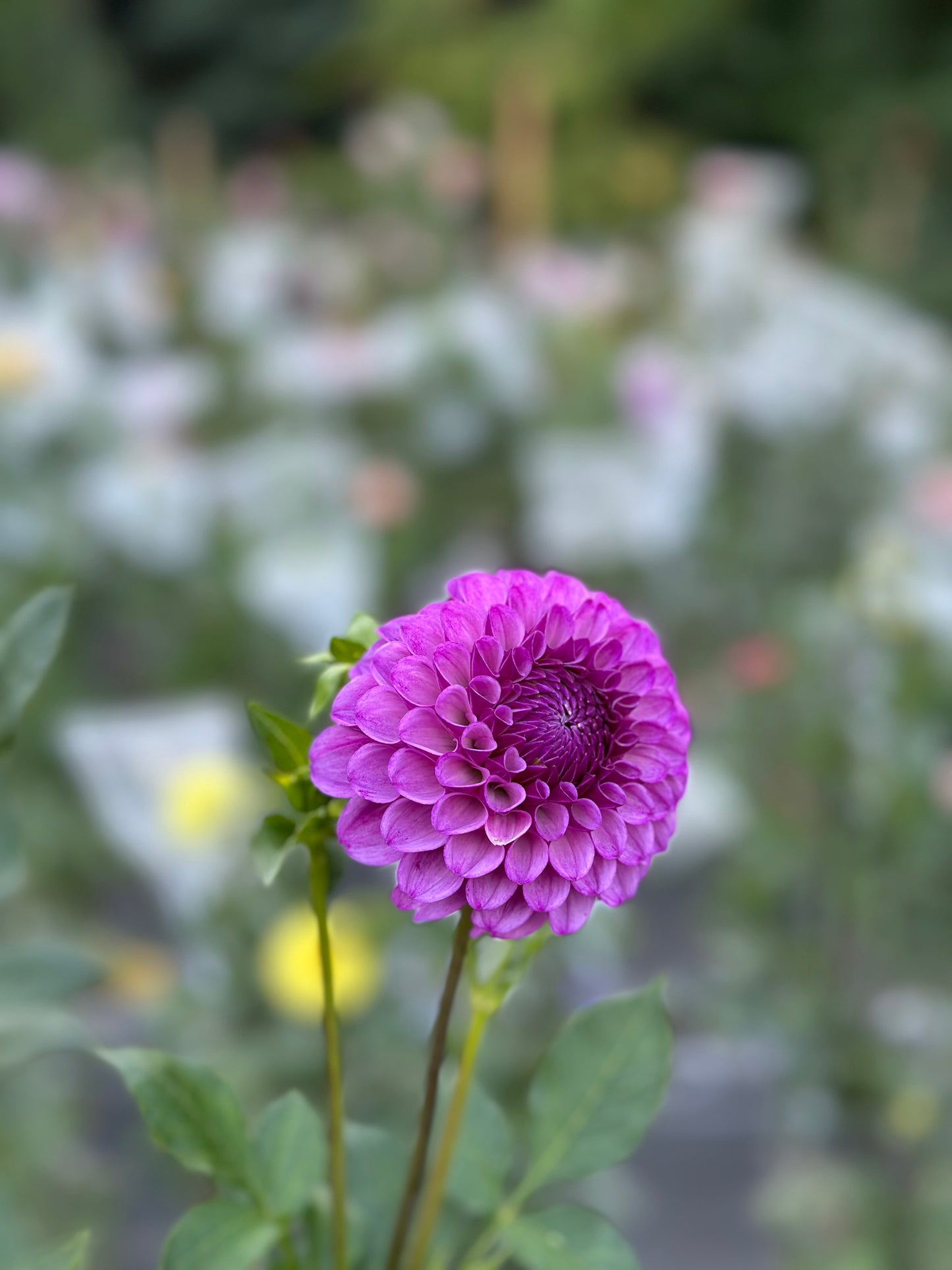 RobAnn Royal Dahlia Tuber