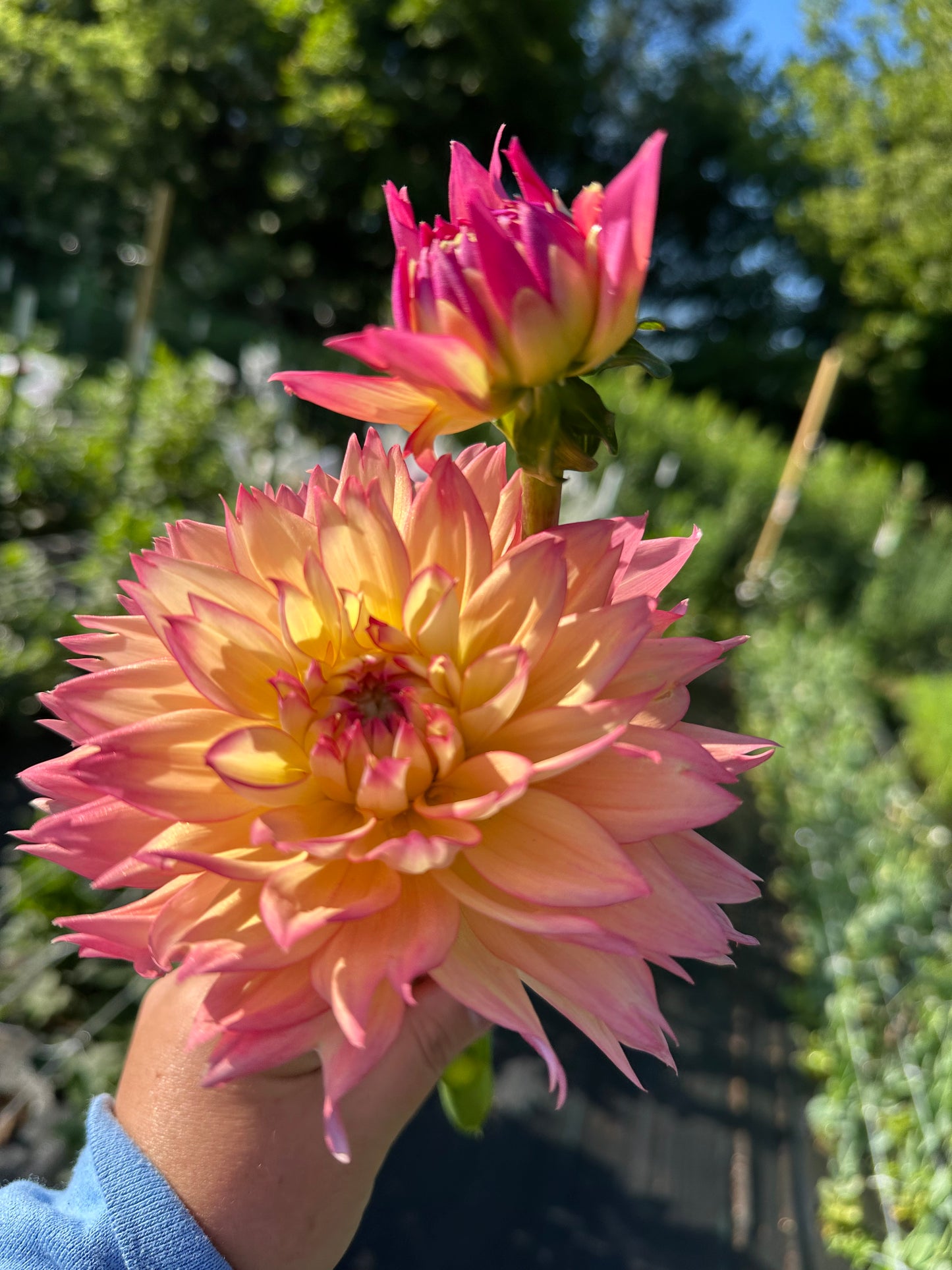 Melody Dora Dahlia Tuber