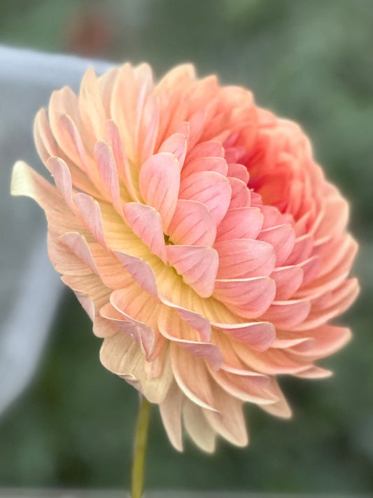 Fawn Dahlia Tuber (Limit One)