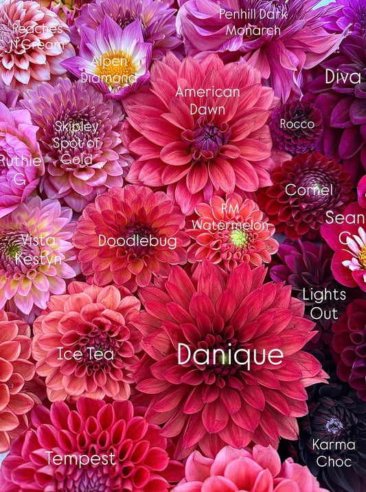 Danique Dahlia Tuber