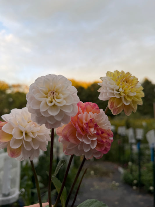 Double Jill Dahlia Tuber