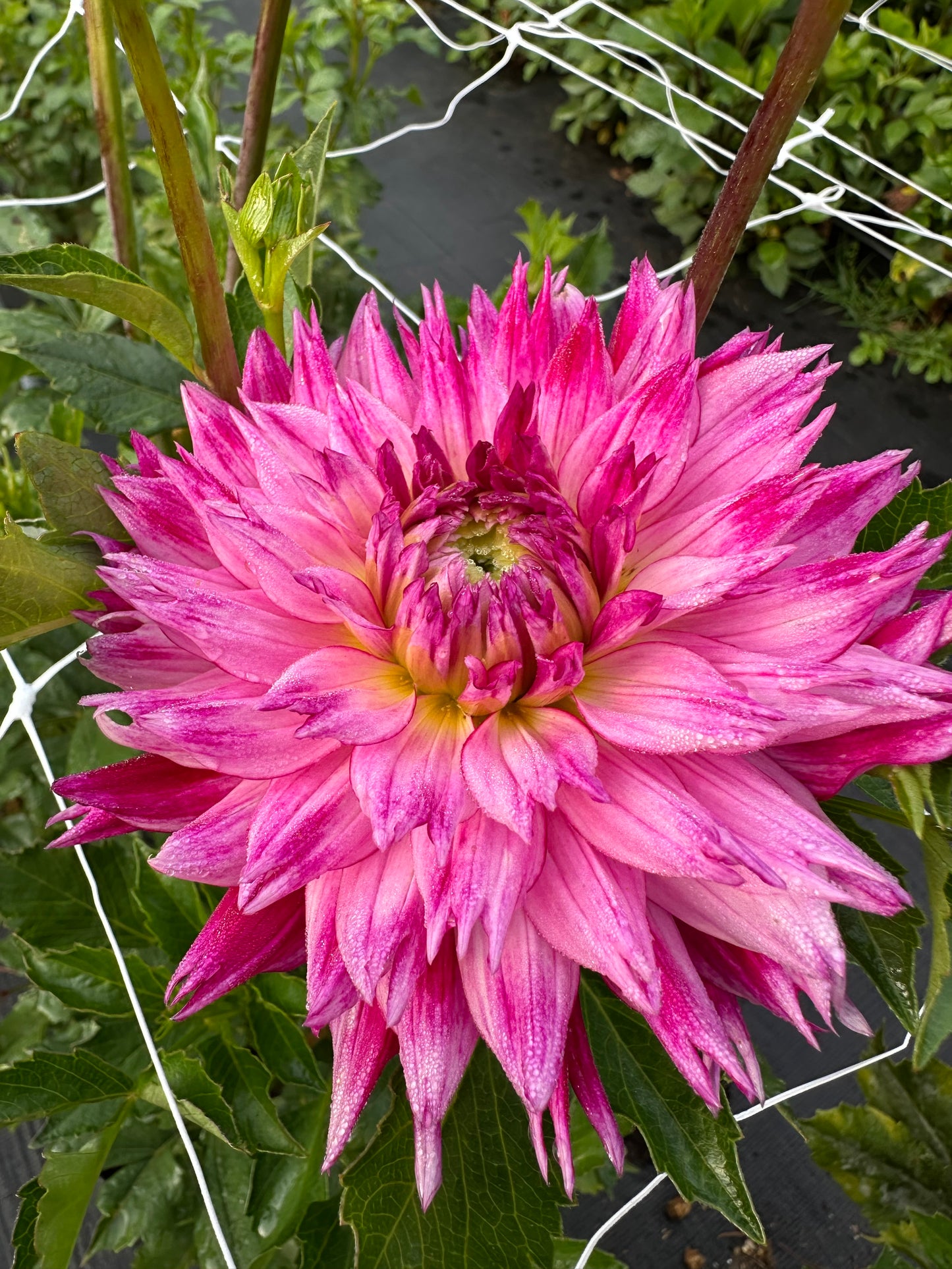 Enchantress Dahlia Tuber