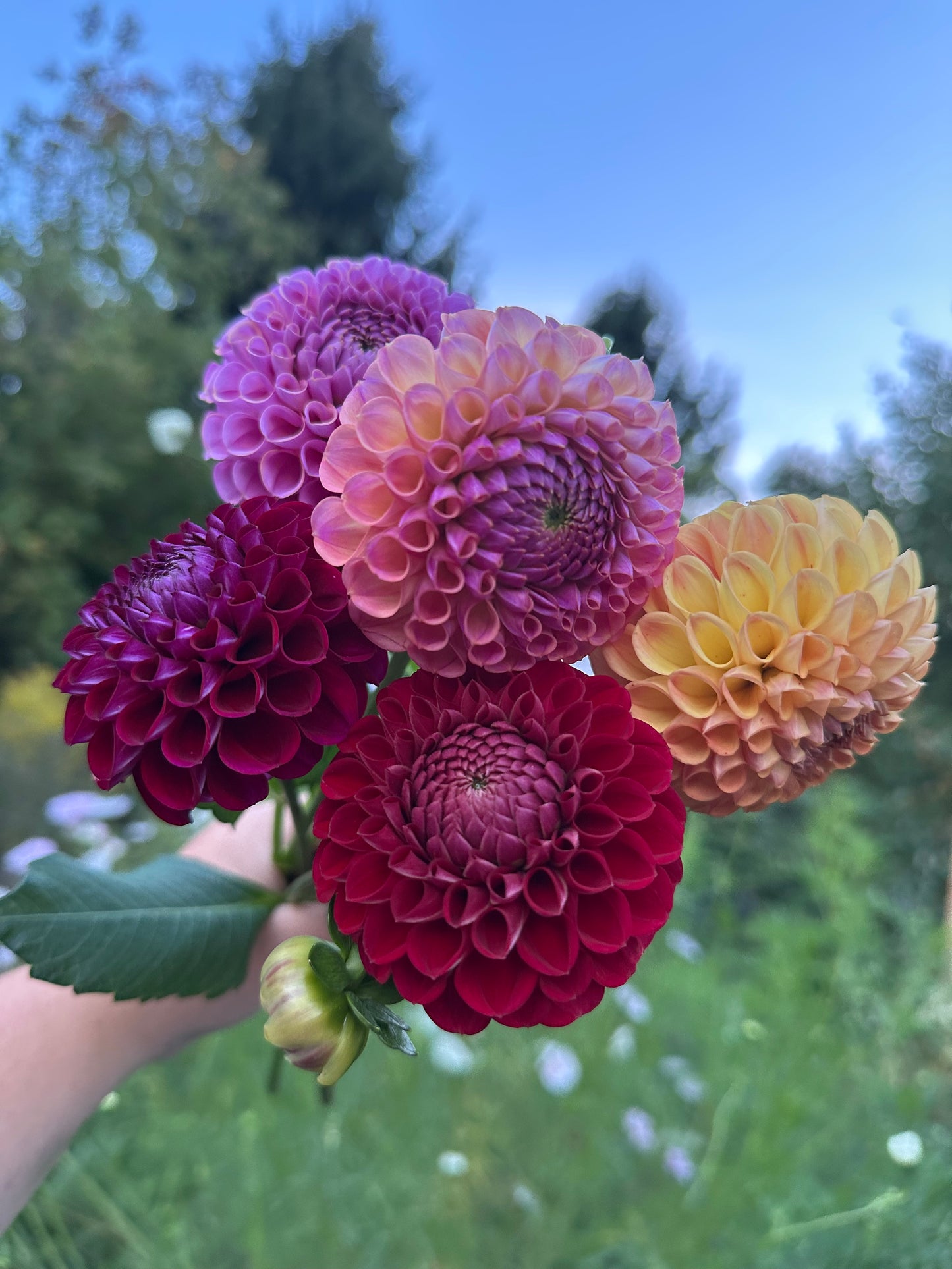 15 Stem Dahlias 10/5