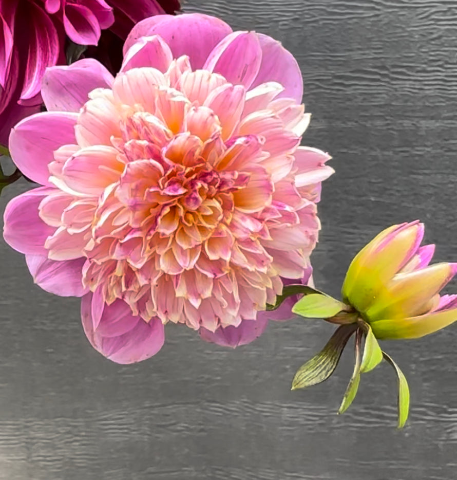 Take Off Dahlia Tuber