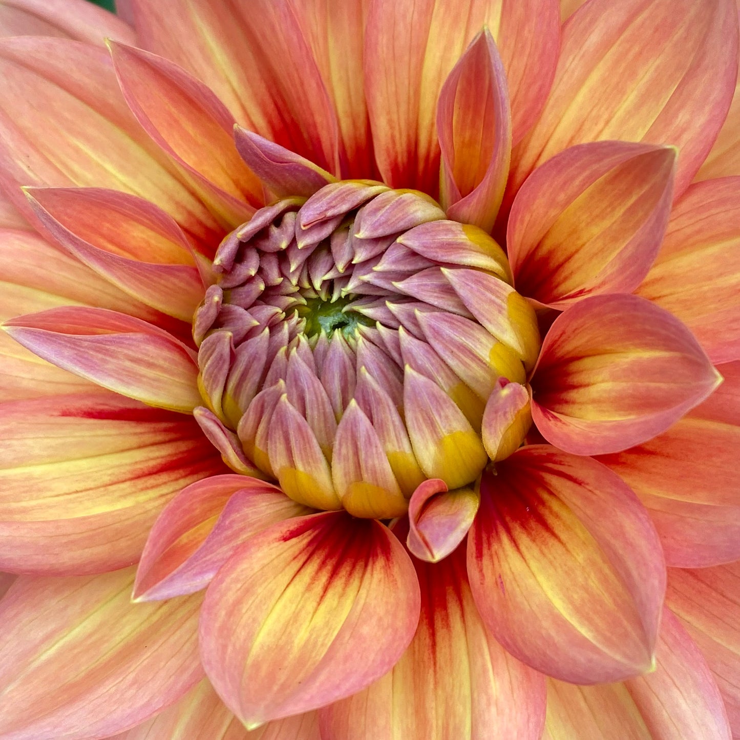 Nicholas Dahlia Tuber