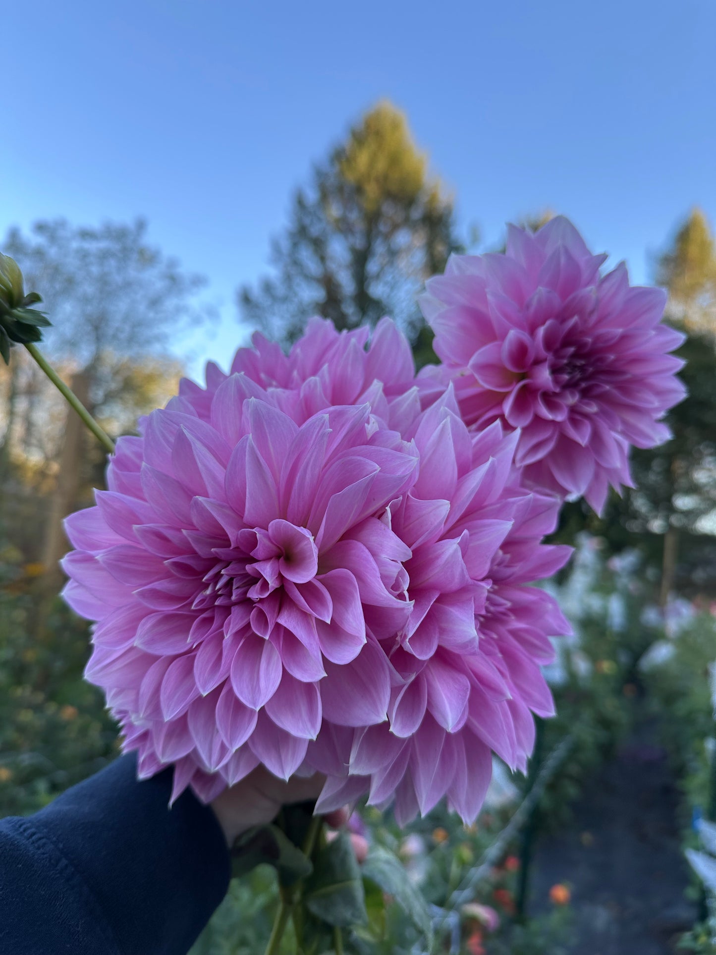 Lavender Perfection Dahlia Tuber