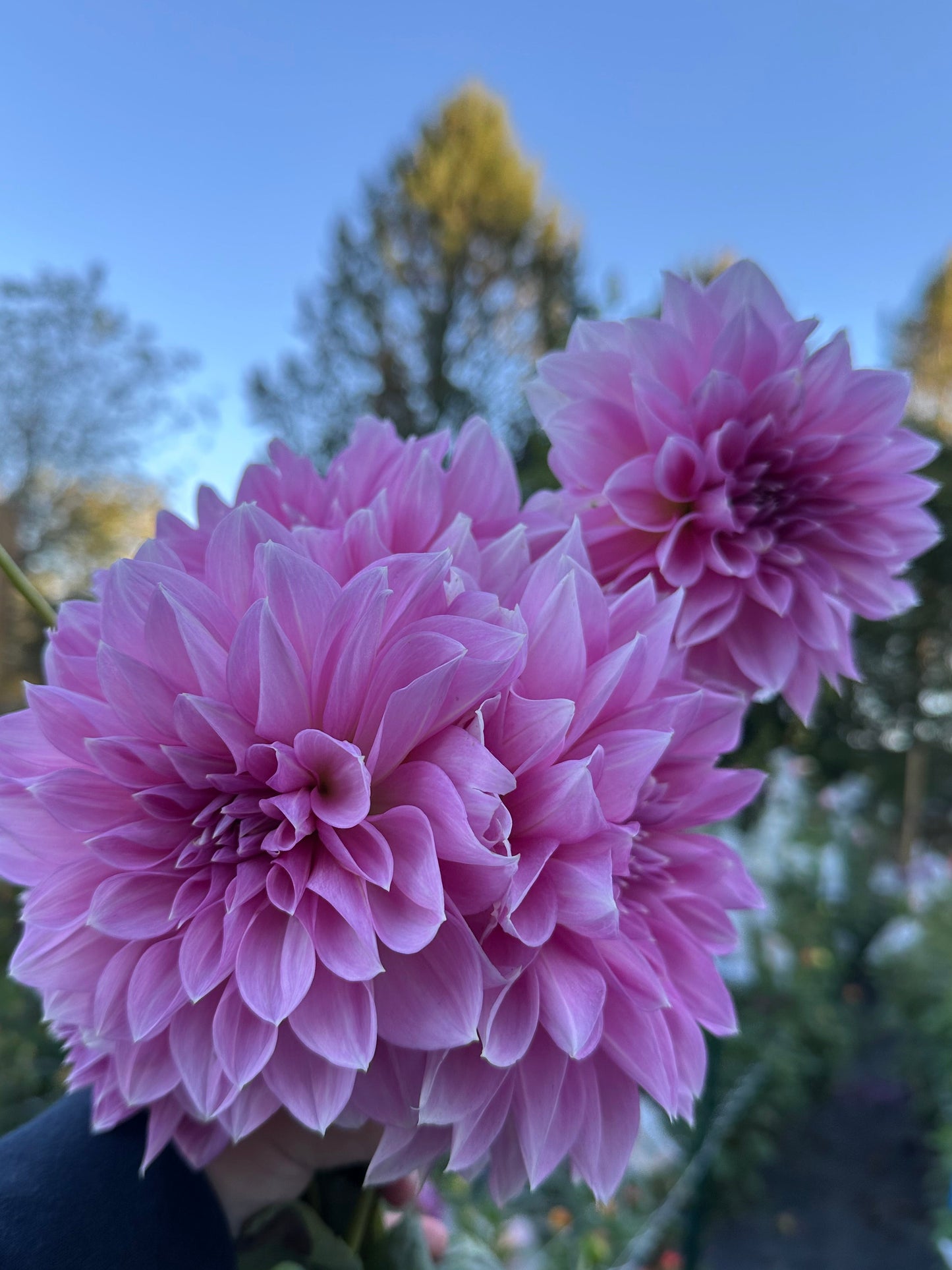 Lavender Perfection Dahlia Tuber
