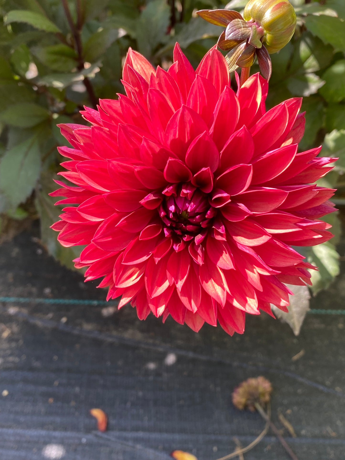 Danique Dahlia Tuber