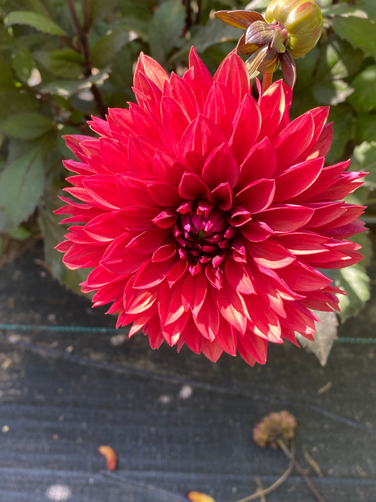 Danique Dahlia Tuber