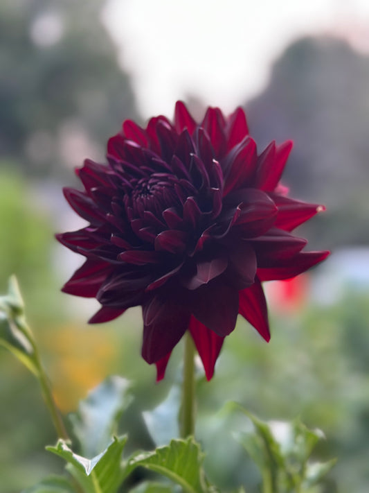 Hollyhill Black Beauty Dahlia Tuber