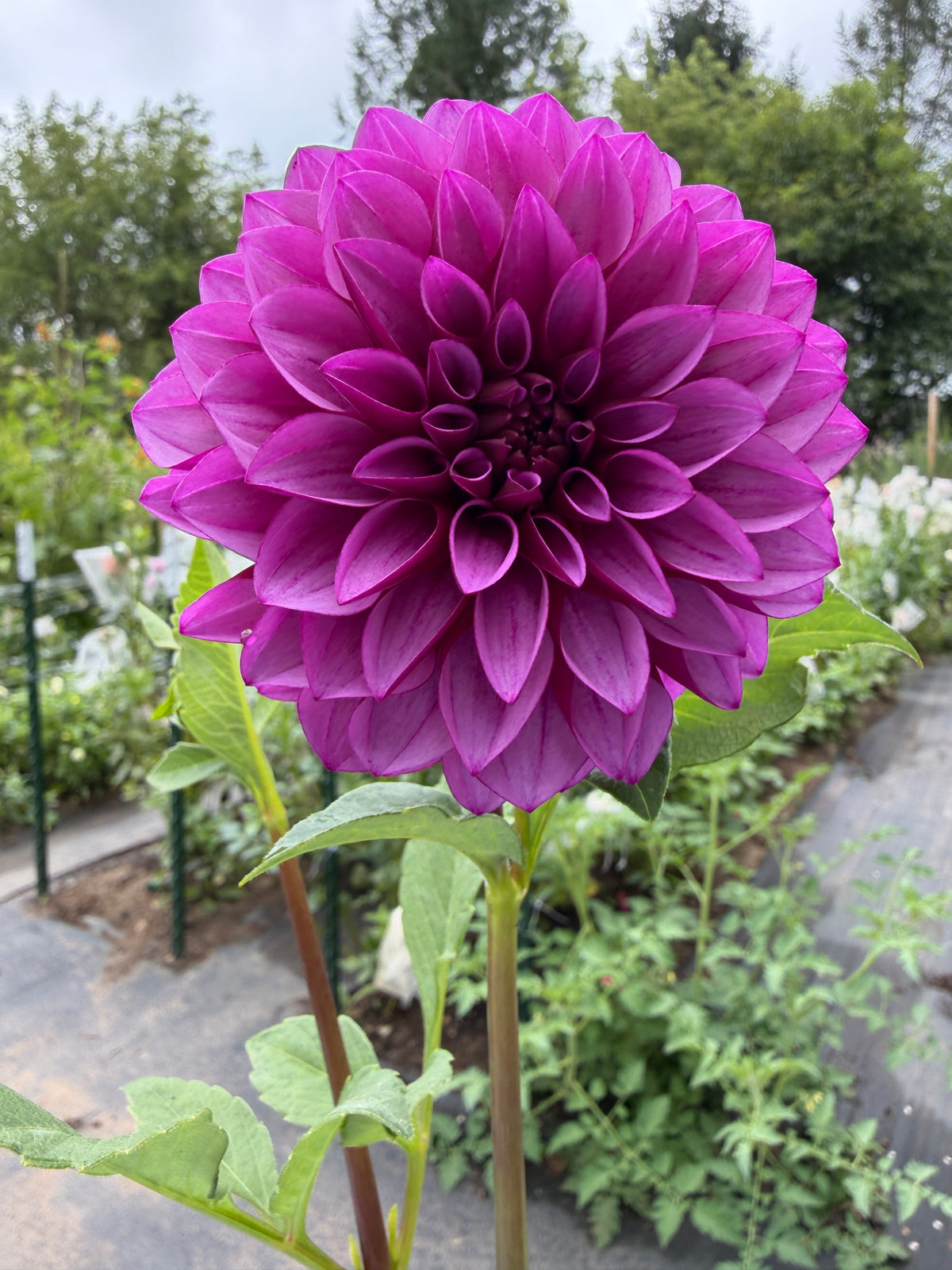 Versa Dahlia Tuber