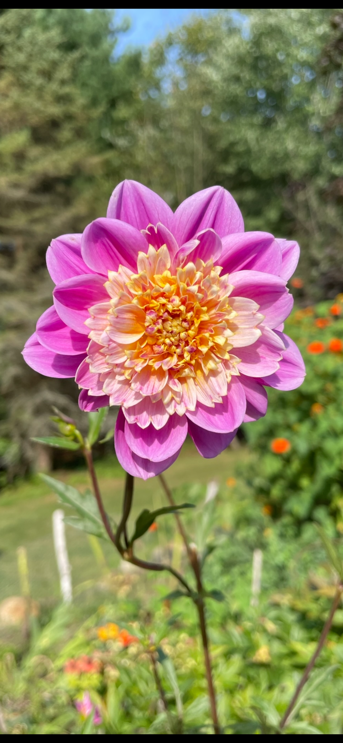 Take Off Dahlia Tuber