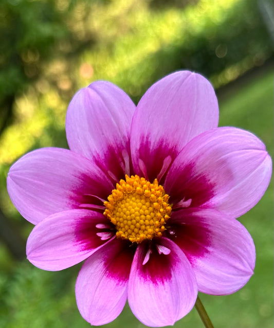 Bloomquist Sweet Dahlia Tuber