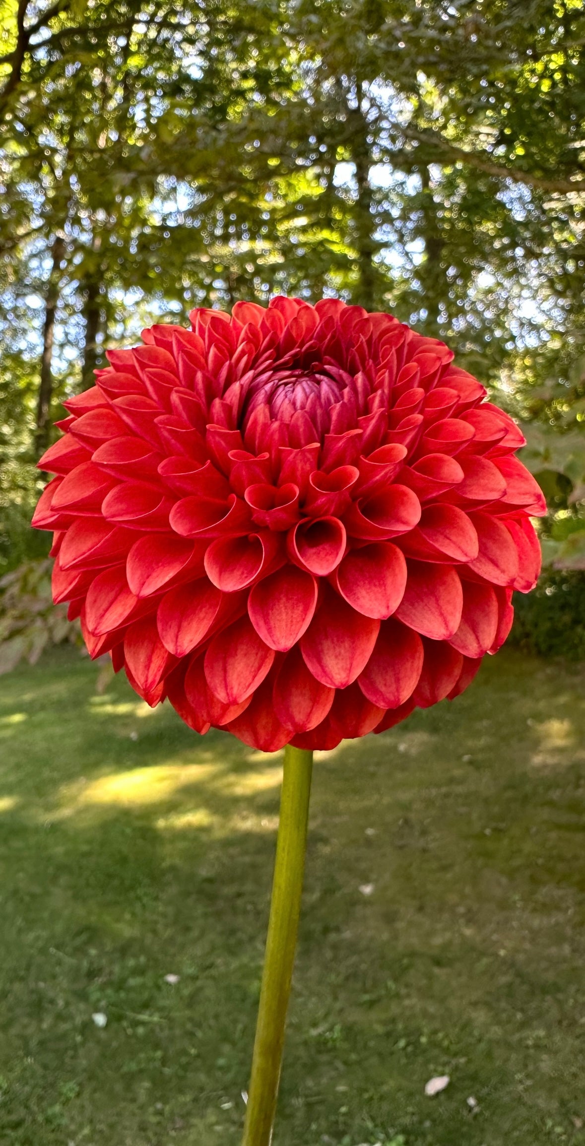 Brown Sugar Dahlia Tuber