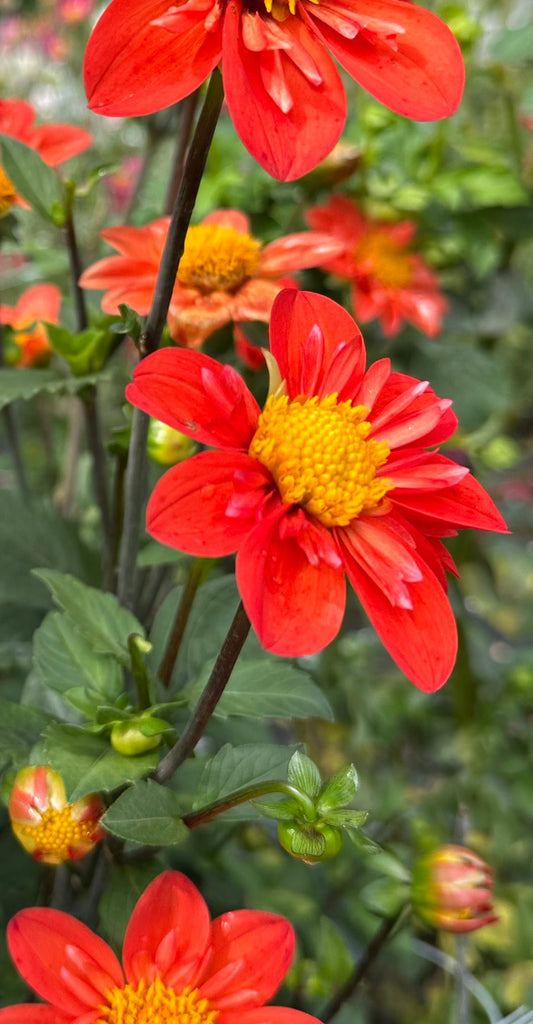 OJ Hawkins Dahlia Tuber