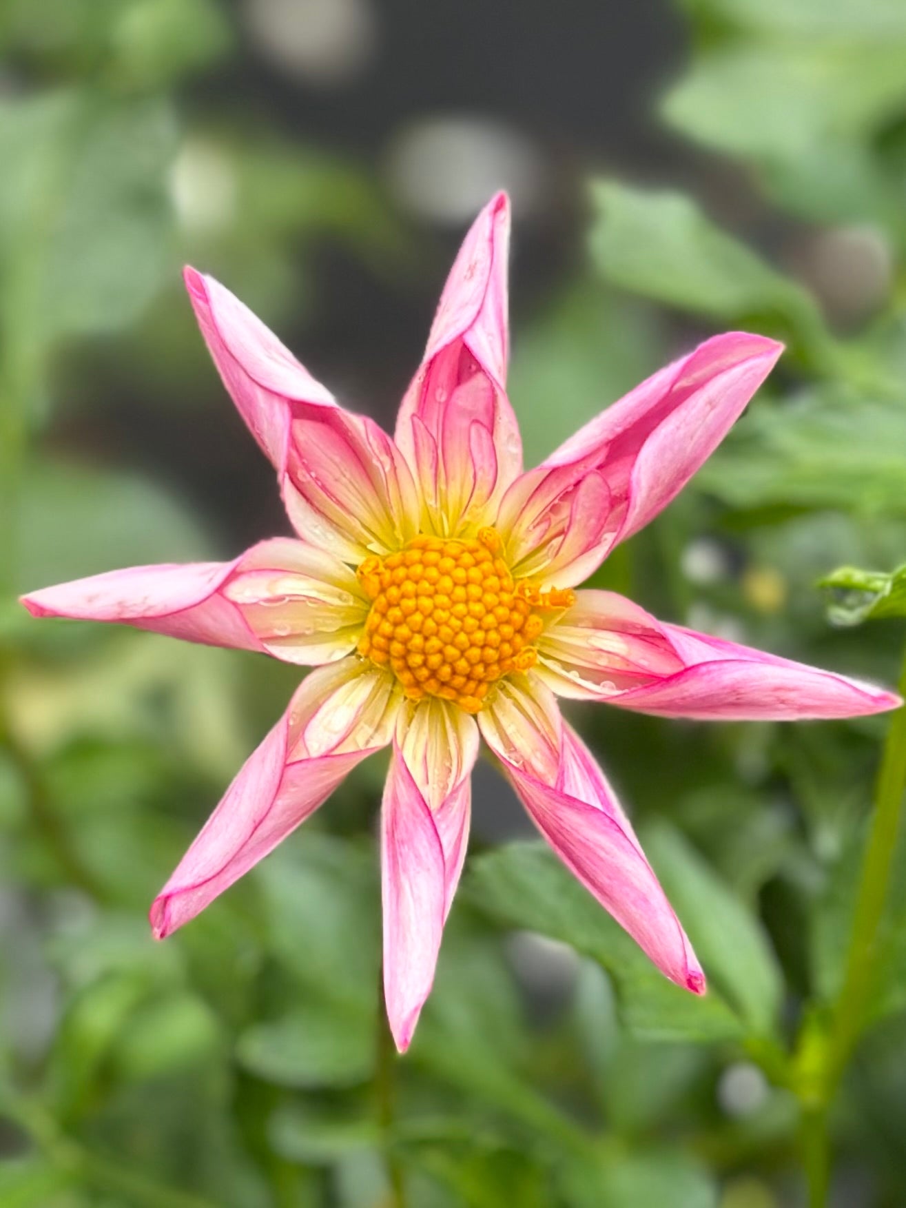 Fancy Pants Dahlia Tuber