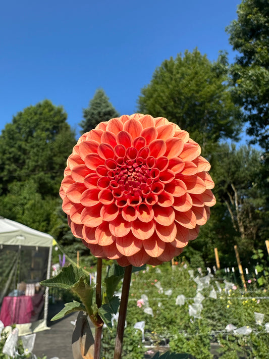 Rose Toscano Dahlia Tuber