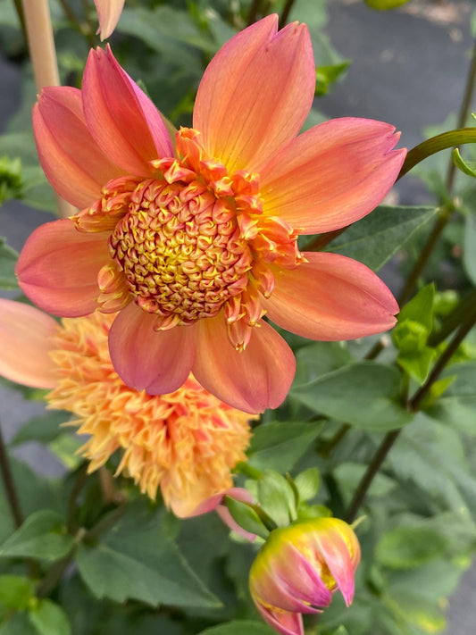 Sandia Brocade Dahlia Tuber