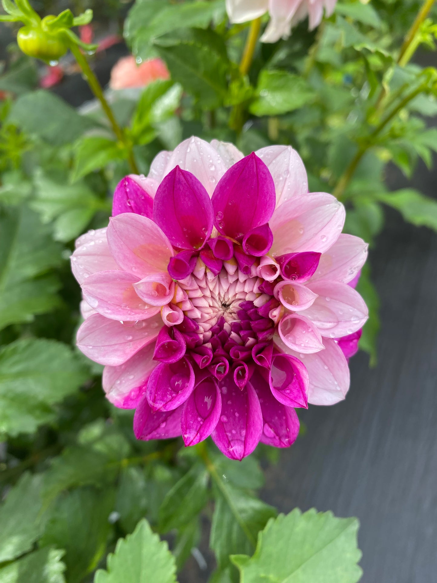 Levi's Confessor Dahlia Tuber (Spring 2026, Limit One)