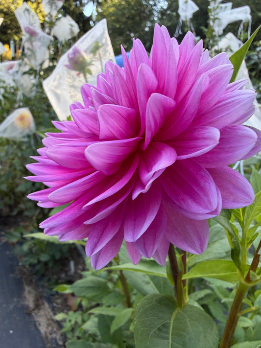Hollyhill Sweet 16 Dahlia Tuber