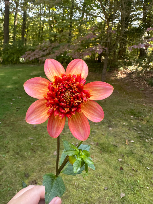 Totally Tangerine Dahlia Tuber