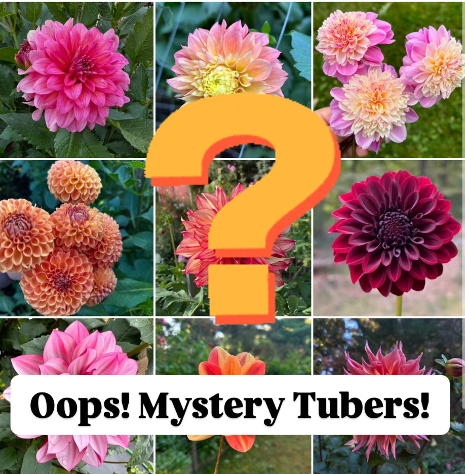 Mystery Tuber