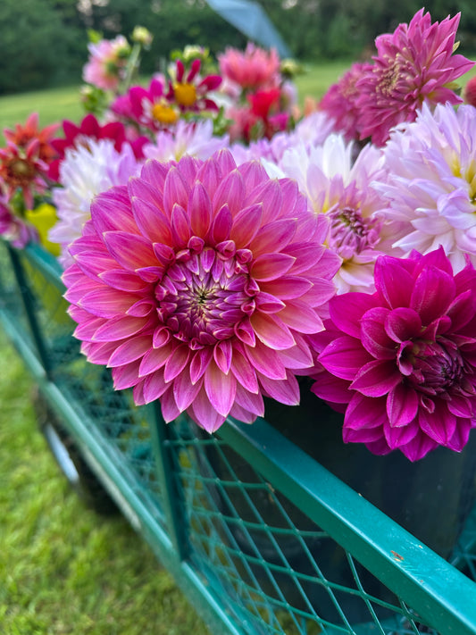 Bloomquist Mojo Dahlia Tuber