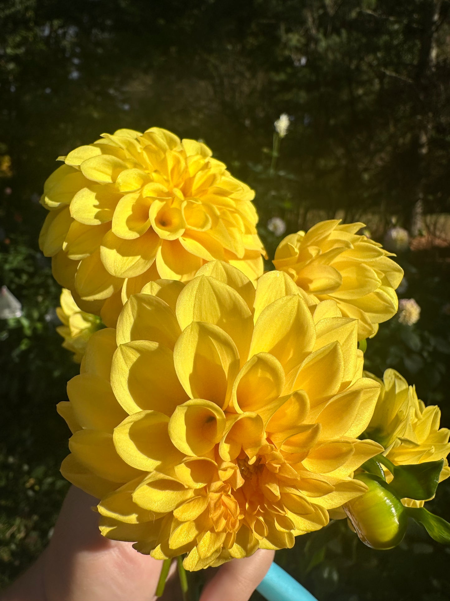 Golden Scepter Dahlia Tuber
