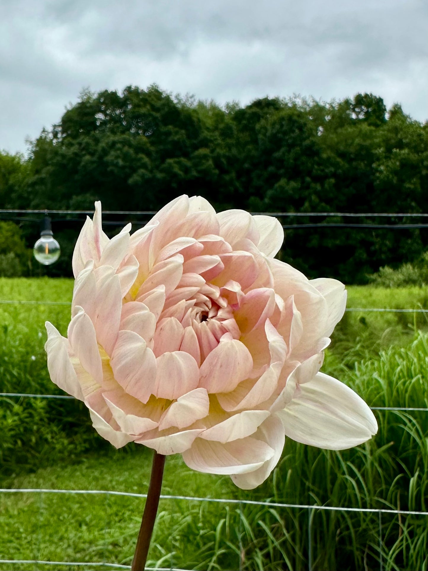 Kelgai Ann Dahlia Tuber