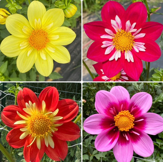 1 “Smallerettes” Collarette Runt Dahlia Tuber Bundle