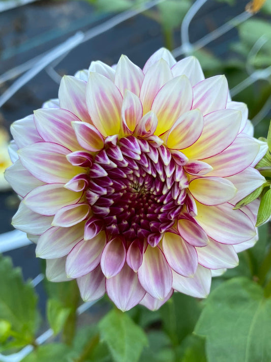 Alpen Sundown Dahlia Tuber