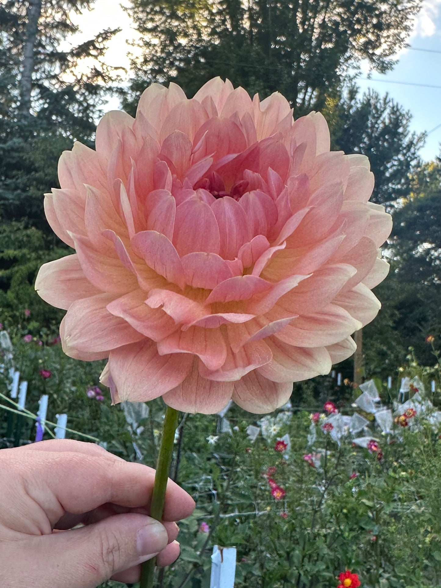 Fawn Dahlia Tuber (Limit One)
