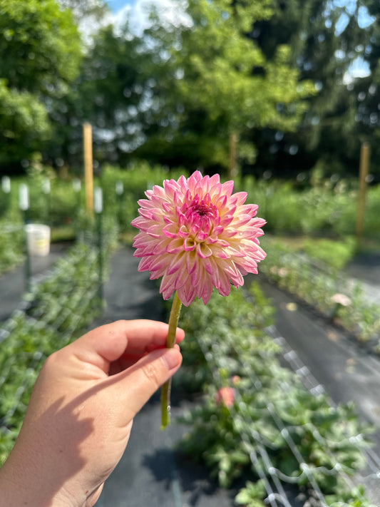 Valley Porcupine Dahlia Tuber
