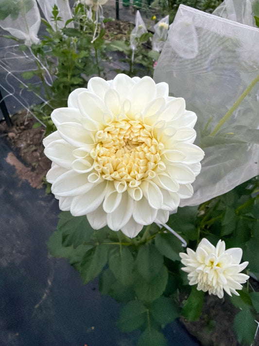 Blizzard Dahlia Tuber