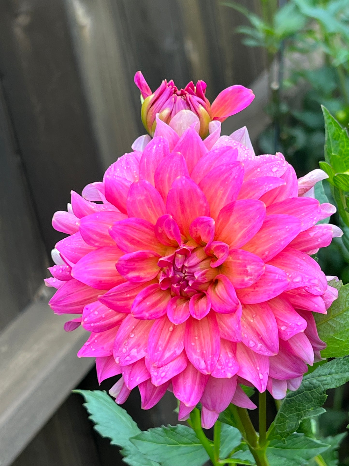 Excentric Dahlia Tuber