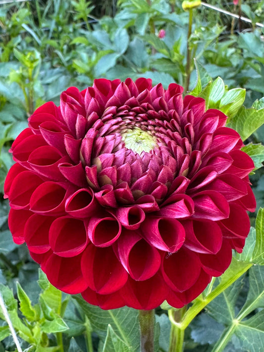Red Balloon Dahlia Tuber