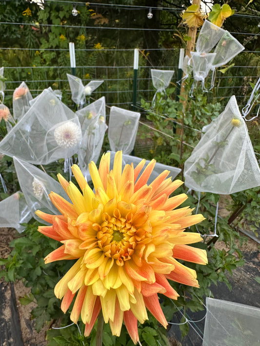 Allen's Shockwave Dahlia Tuber