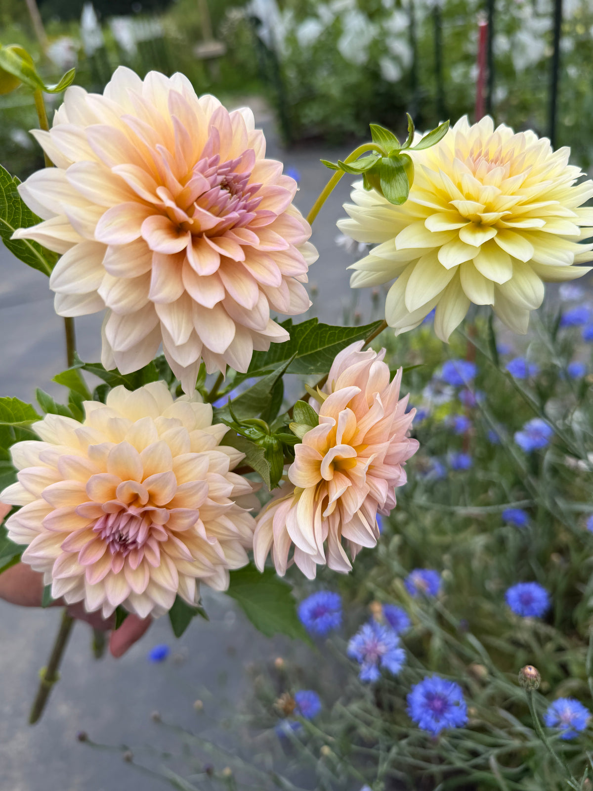 DL The Special Dahlia Tuber