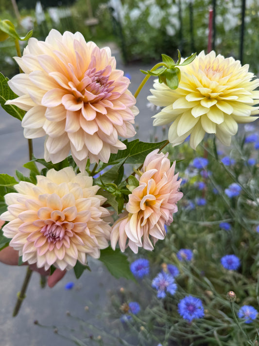 DL The Special Dahlia Tuber