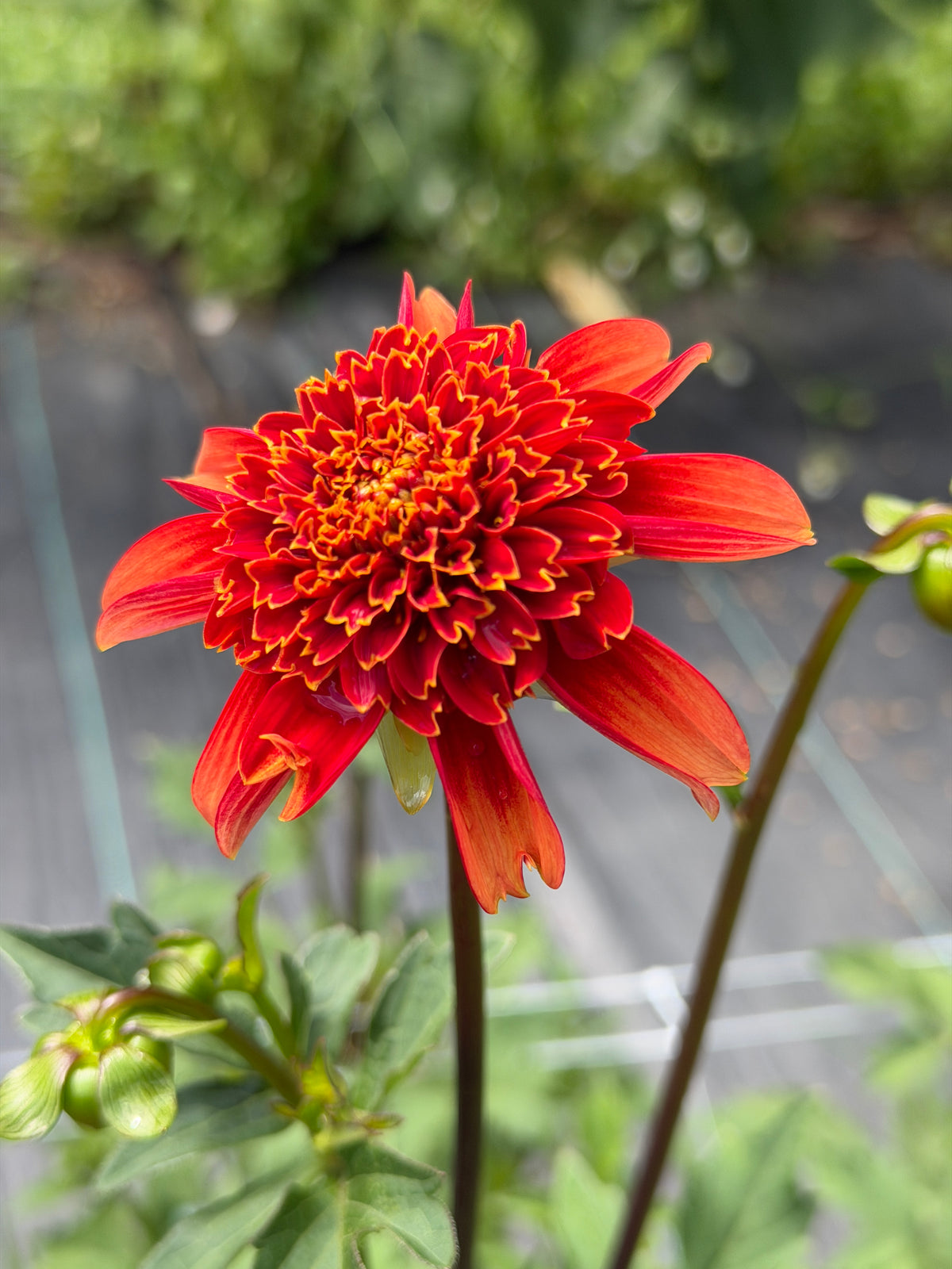 Josie Dahlia Tuber