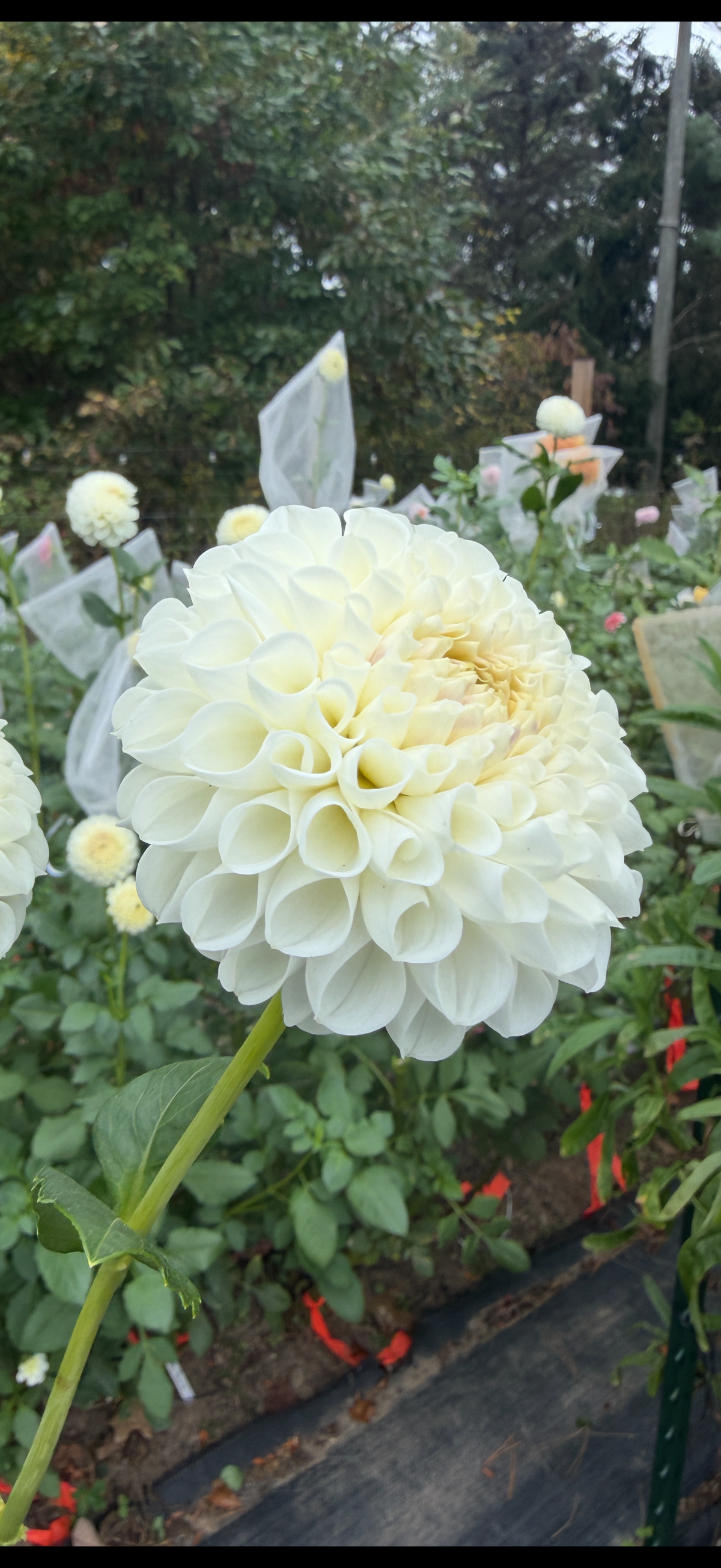 Irish Erin Dahlia Tuber