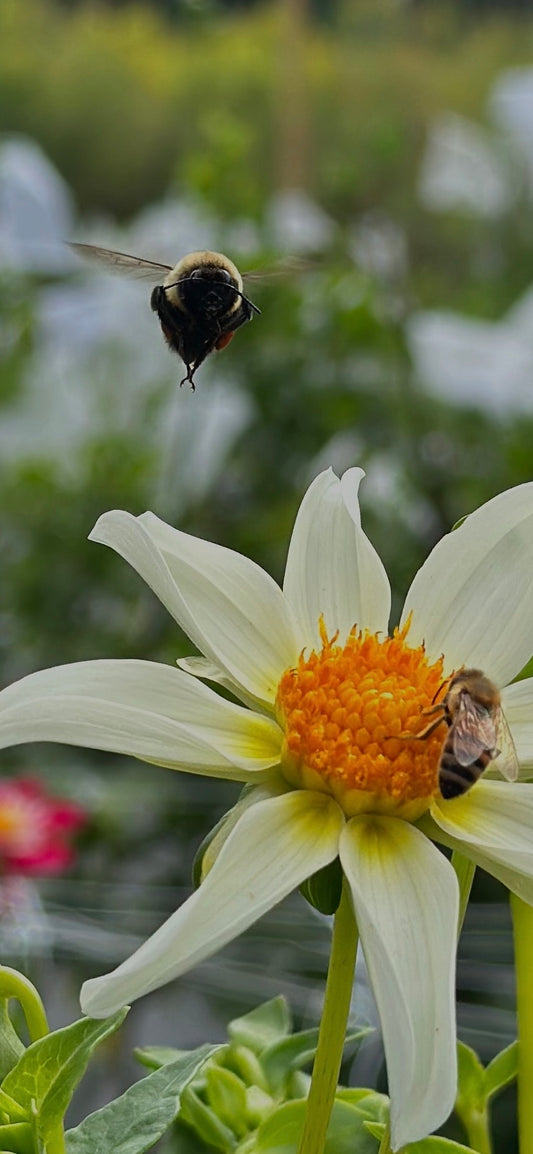 Starchild Dahlia Tuber