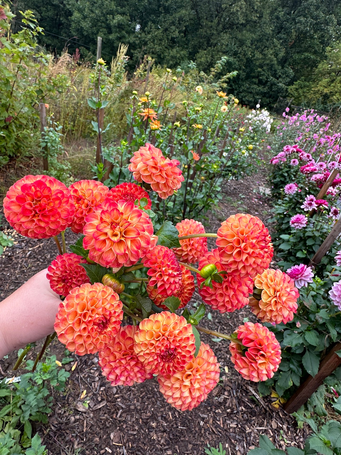 Irish Glow Dahlia Tuber