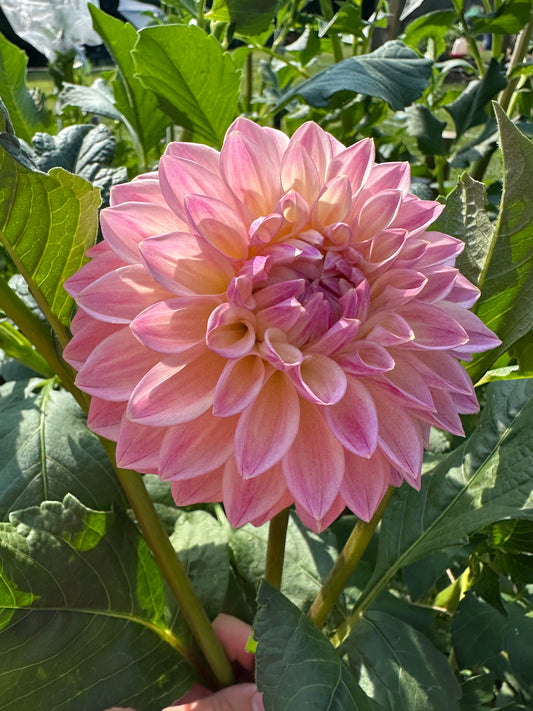 Bloomquist Alan Dahlia Tuber