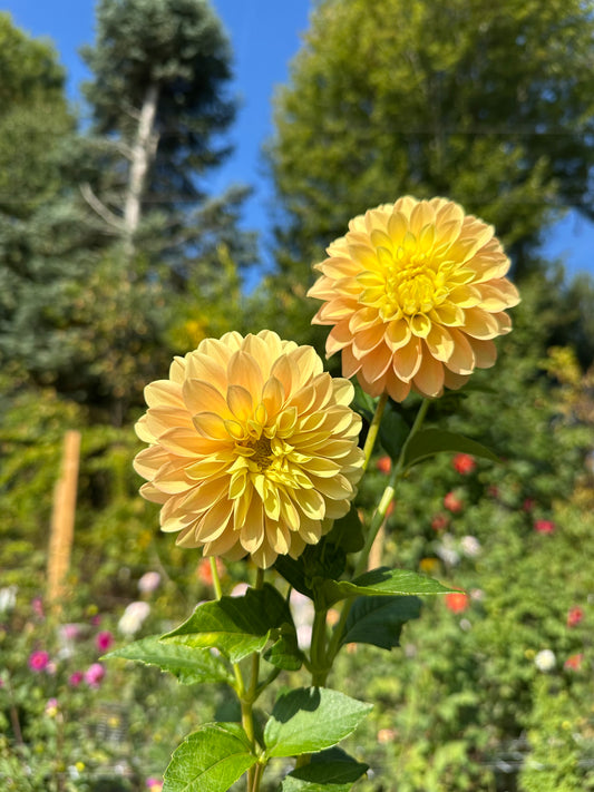 Seabeck's Shirley Dahlia Tuber