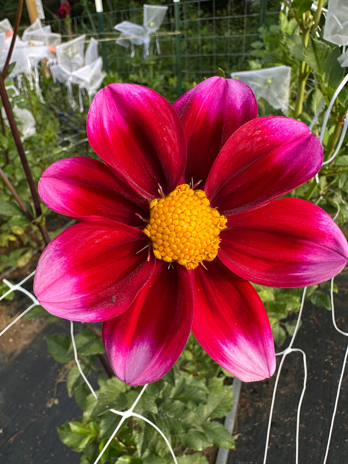 Bashful Dahlia Tuber