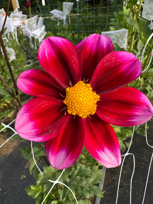Bashful Dahlia Tuber