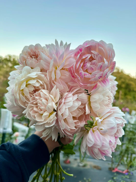 Kelgai Ann Dahlia Tuber